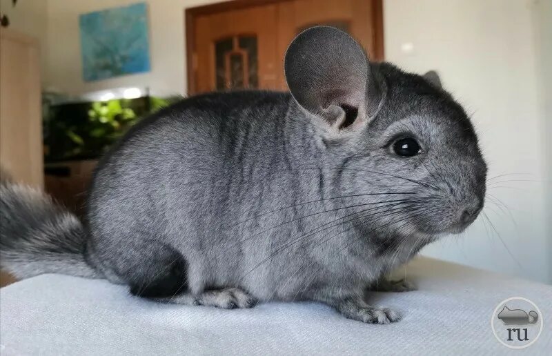 мир шиншилл. самая большая шиншилла в мире фото. мир шиншилл. какими цветами видят шиншиллы. шиншилла черная.