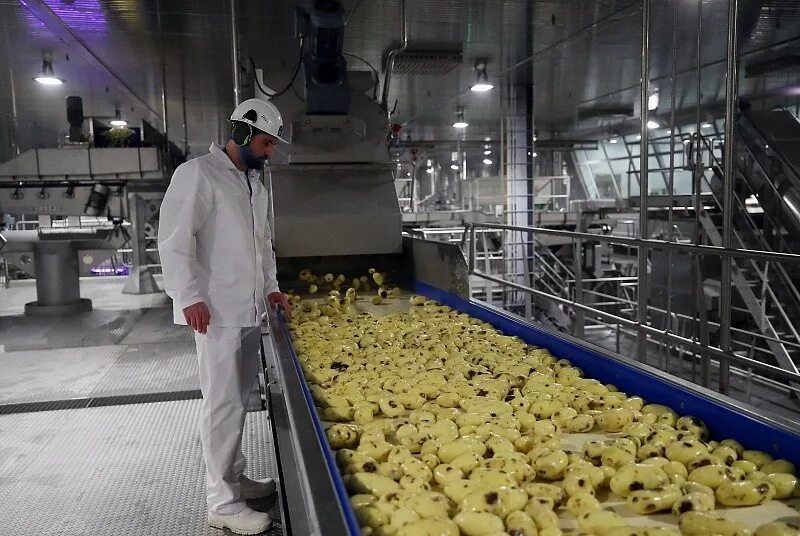 Переработка овощей и фруктов. Сортировка овощей на производстве. Фасовщик картофеля. Линия по переработке картофеля. Производства продукции картофеля.