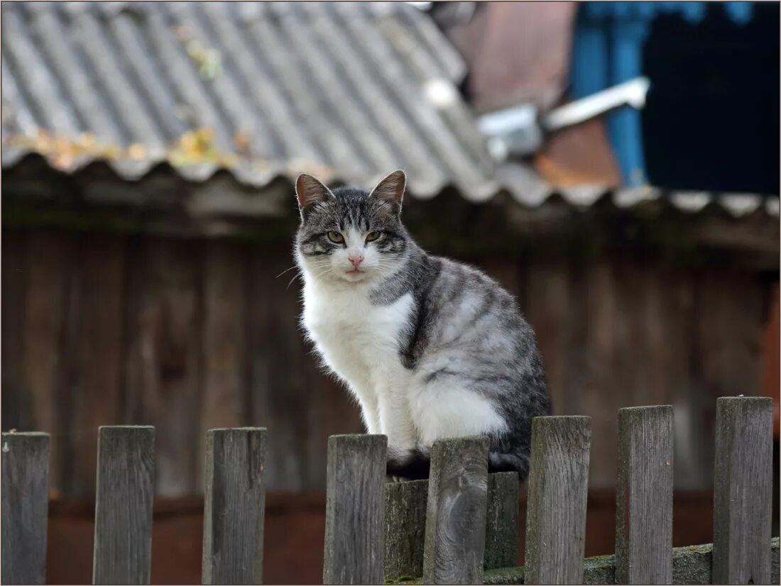 коты сидели на заборе. кот на заборе. черный кот на заборе. коты сидели на заборе. кошка сидит на заборе.
