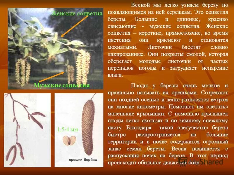 береза символ россии. стадии цветения березы. описание деревьев для детей. береза обыкновенная (betula alba). береза японская betula.