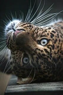 Красивые изящные животные
