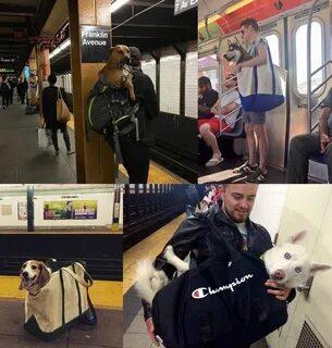 Метро щенок