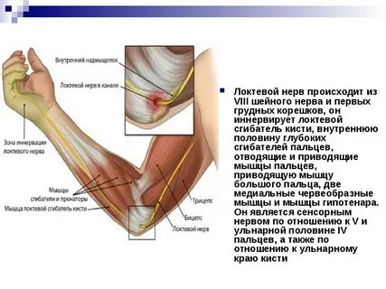 Локтевой и лучевой нервы