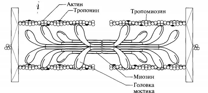 Миозин мышечной ткани. Миофибриллы актин миозин. строение миозина гистология. взаимодействие актина и миозина. работа актина и миозина в мышцах.