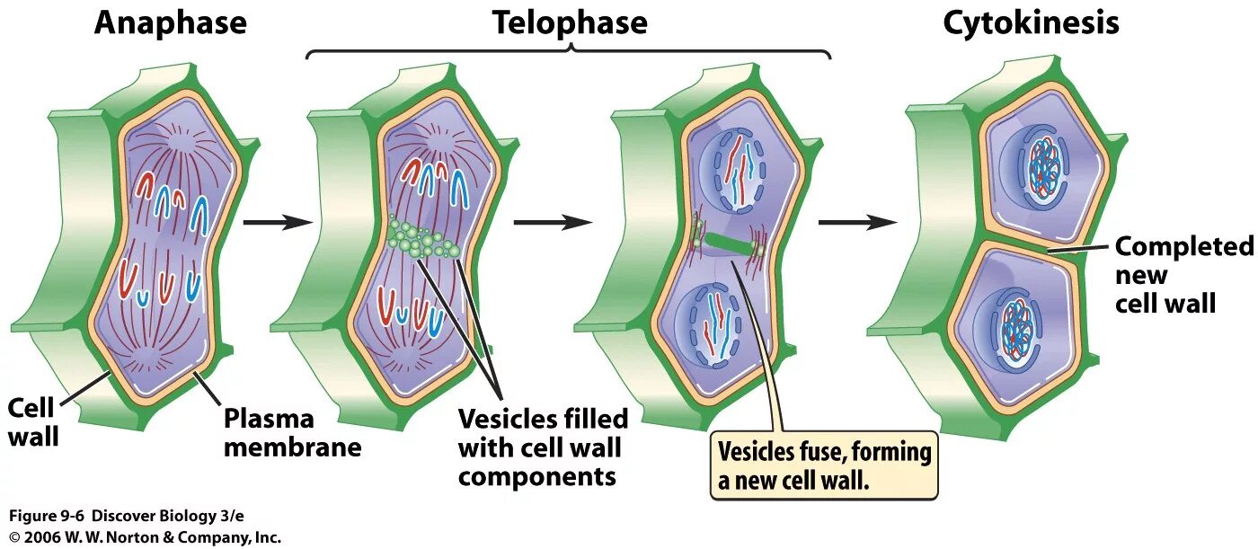 Different cells. Cytokinesis plant cell. mitosis in plant and animal cells. plant cell division. differences in plant and animal cell cytokinesis.