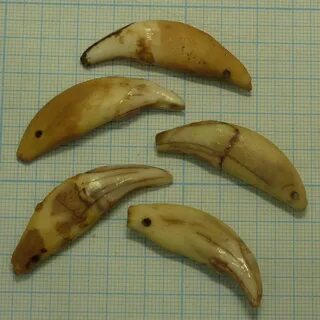 5 клыков