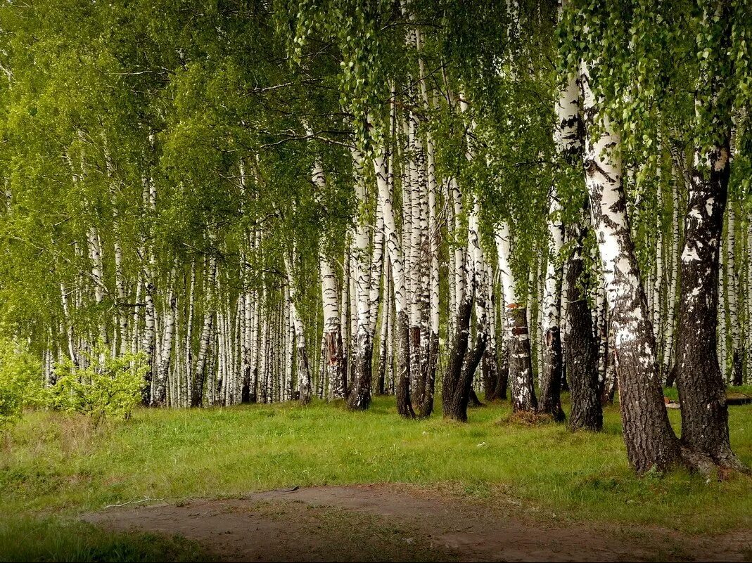 Графская березовая роща. Берёзовая роща карелия. березовая роща самара. березовая роща навля. российские просторы березовая роща.