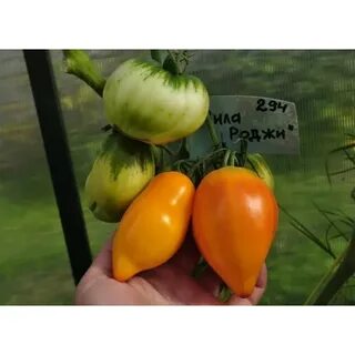 Томаты миля