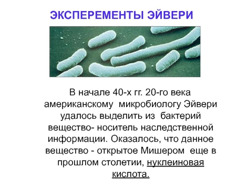 Наследственное вещество у бактерий функции. Соединениями микроорганизмов. Наследственное вещество функции. Наследственная информация у бактерий