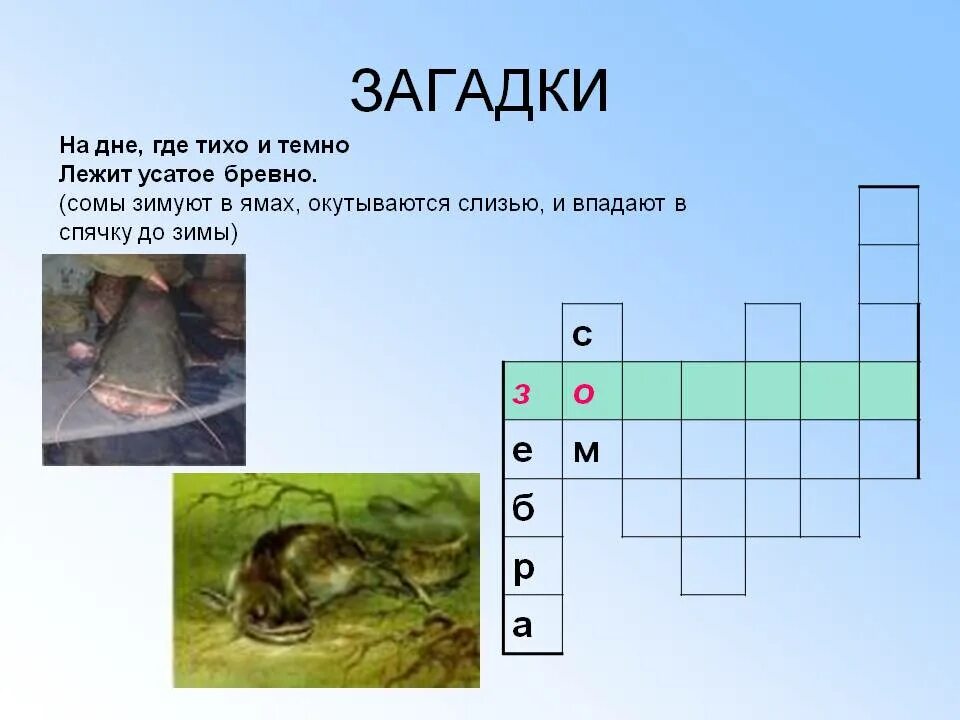 Загадка на дне где тихо и темно лежит усатое бревно. Загадка про яму. Загадка на дне на дне тихо и темно лежит Усатый бревно. Отгадай загадки на дне тихо и темно лежит усатое бревно. На дне лежит усатое бревно