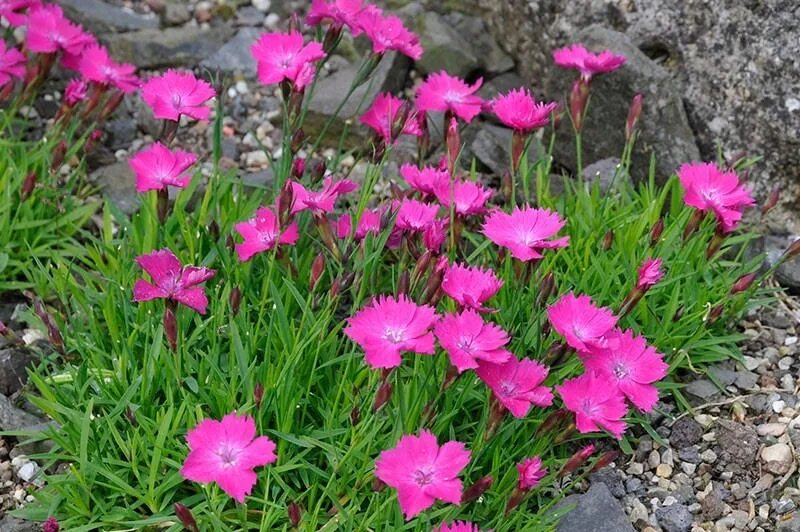 Гвоздика почвопокровная многолетняя. Kahori Pink гвоздика. Гвоздика травянка Альпийская. Гвоздика травянка сизая. Гвоздика сосноволистная (Dianthus pinifolius).