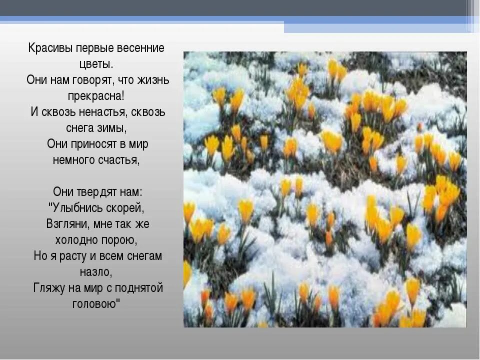 Первые весенние цветы стихи. Красивые стихи о цветах и весне. Стихи о весенних цветах. Стихотворение о весне. Стих про весну.