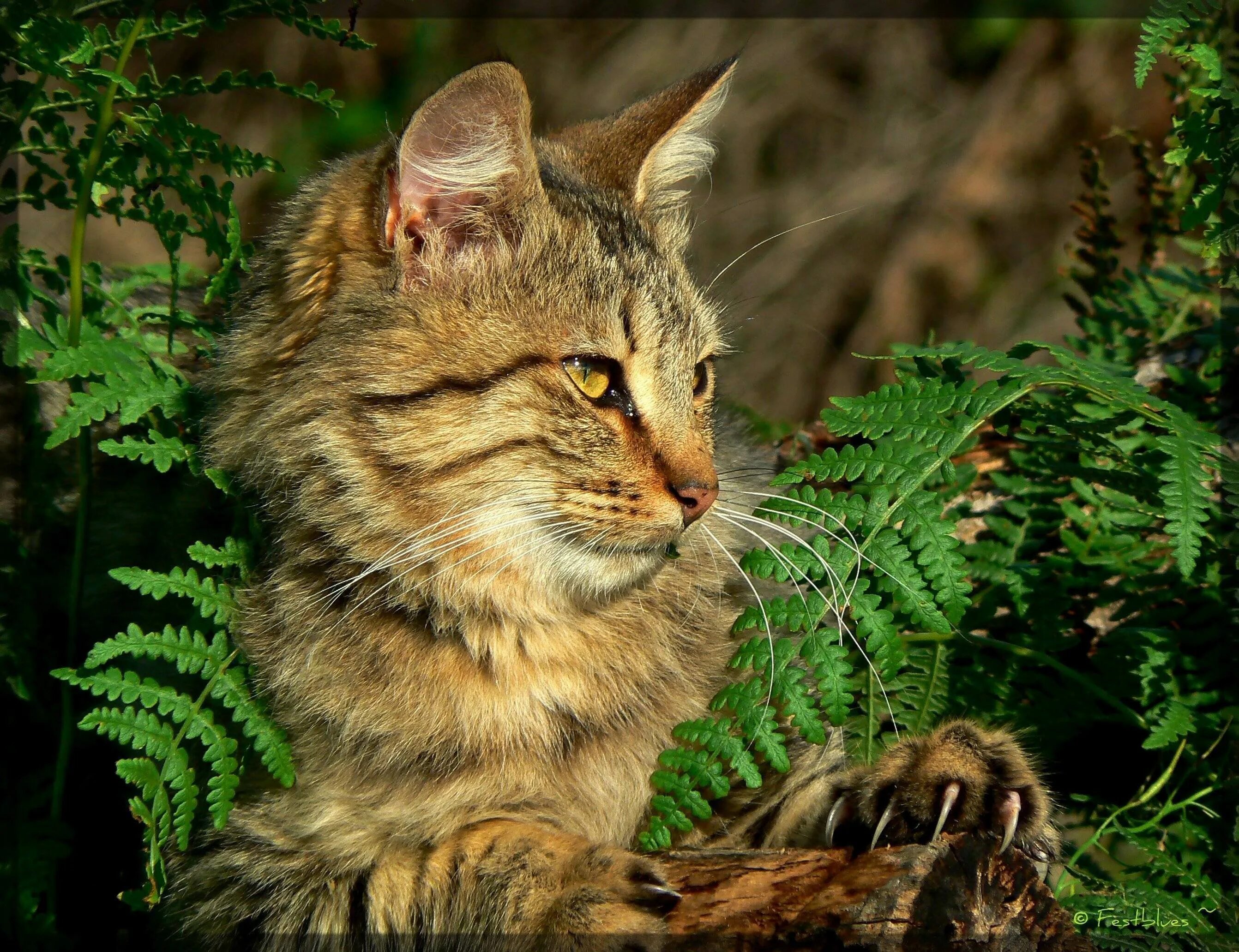 Европейский дикий Лесной кот. Европейская Дикая Лесная кошка короткошёрстная. Шотландская Дикая Лесная кошка. Кавказский дикий Лесной кот. Песни дикая кошка