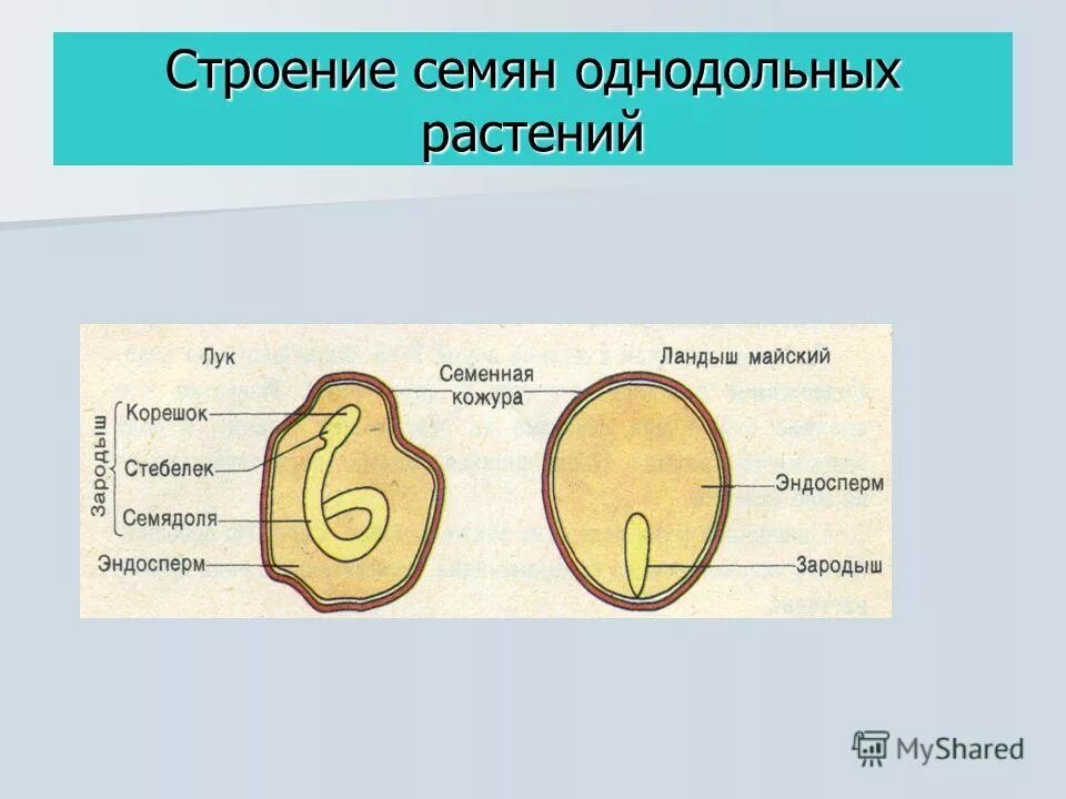 Семя зерновки пшеницы однодольное. Как расположен эндосперм у разных однодольных. Семя строение семени однодольных и двудольных растений. У двудольных растений есть эндосперм. Строение зародыша однодольных растений.