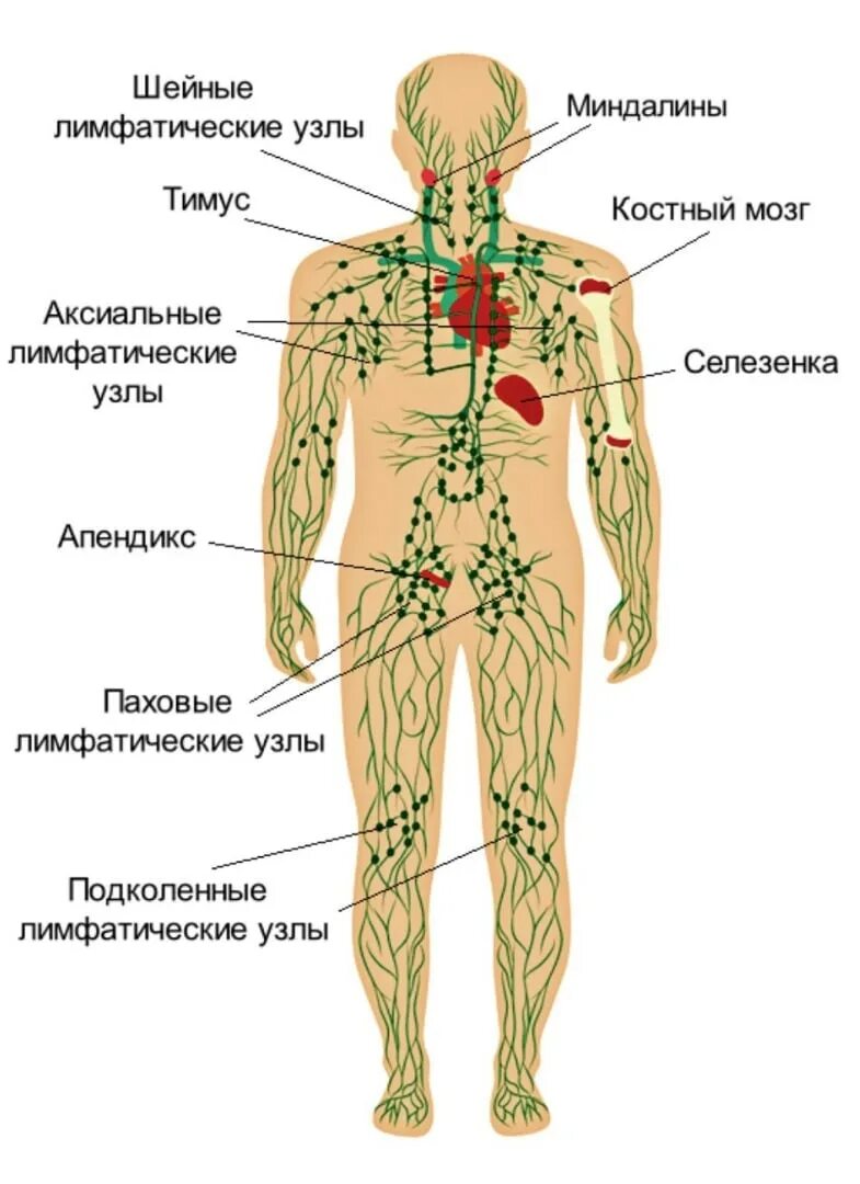 В каком месте лимфоузлы