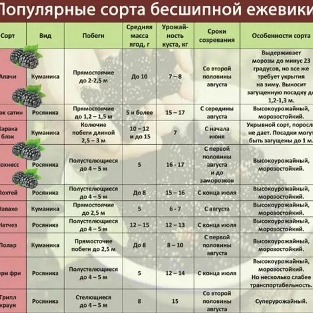 Сроки посадки в средней полосе россии. Сравнительная таблица сортов ежевики. Таблица характеристик ежевики. Таблица- сравнение ежевики по сортам. Сравнительная характеристика сортов ежевики.