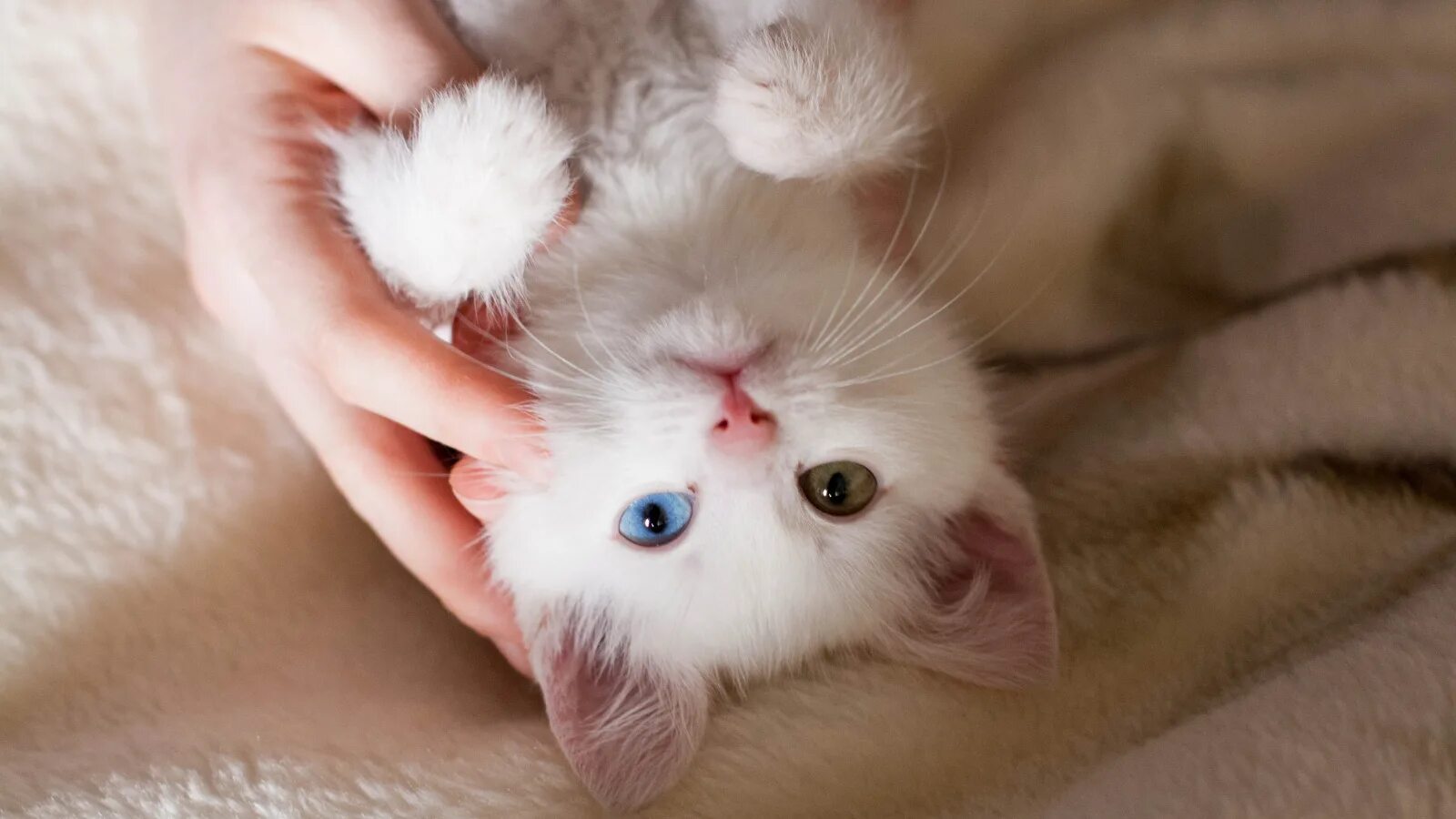 Глаза маленьких котят. Маленький котенок. милые котики. милые котятки. милый котик.