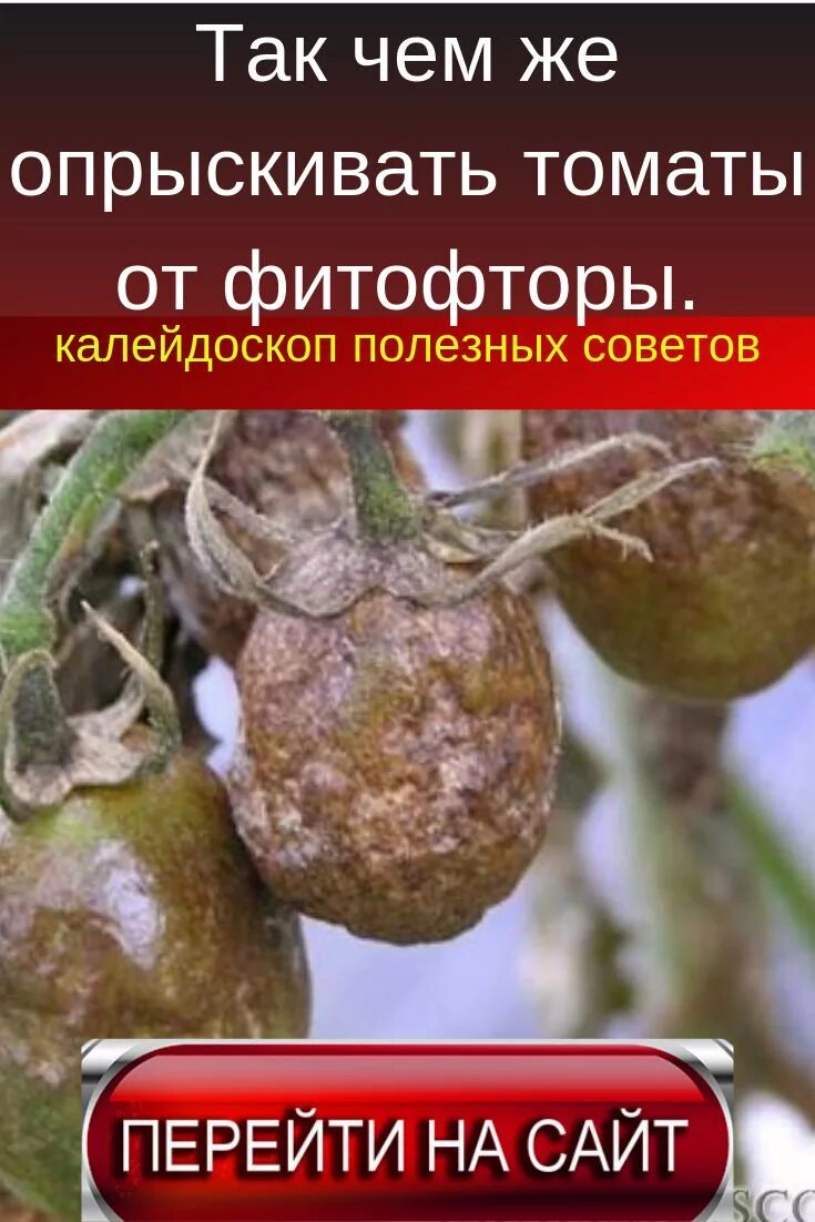 Обработка от фитофторы томатов в открытом грунте. Фитофтора. средство от фитофтороза на помидорах. обработка томатов от фитофторы. обработать помидоры от фитофторы.
