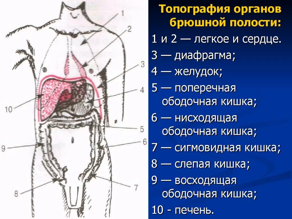 Области на поверхности живота. Топографическая анатомия органов брюшной полости. Анатомия органов человека брюшной полости. Топография органов брюшной полости человека. Топография органов брюшной полост.