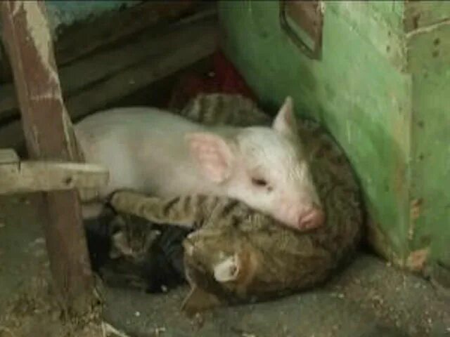 Свинья и крыса. Свинья и крыса. Гибрид морской свинки и крысы. Поросенок и крыса. Крыса и свинка.