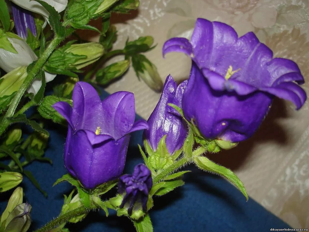 Кампанула Блауранка. Колокольчик Блауранка. Комнатные цветы колокольчики. Комнатный цветок с фиолетовыми колокольчиками.
