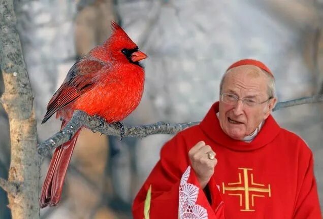 Виргинский красный кардинал. Красный кардинал птица фото. Кардинал вулси сэм нил. Кардиналы картинки. Кардиналы картинки.