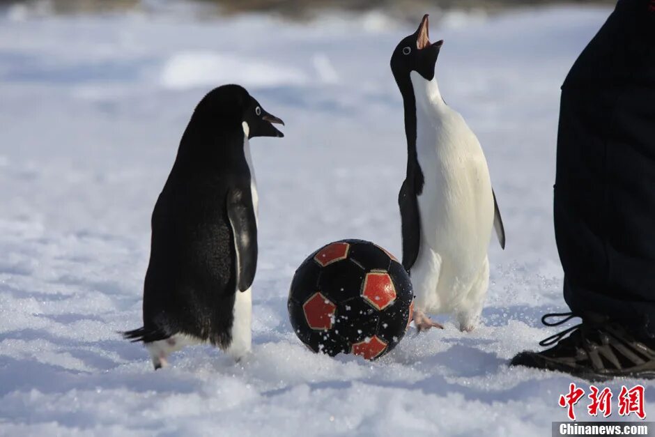 пингвины играют в футбол. Playing penguin. играющий пингвин. Penguin isle. игра снежки пингвины.