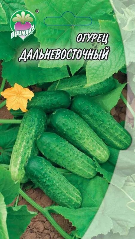 Огурец дальневосточный 27 описание сорта. Огурец дальневосточный 27. огурец сорт дальневосточный. огурец дальневосточный описание. огурец дальневосточный фото.