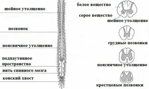 Спинной мозг является органом опорно двигательной системы