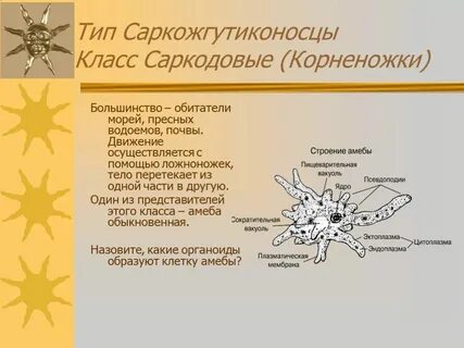 Общая характеристика одноклеточных корненожки 7 класс биология