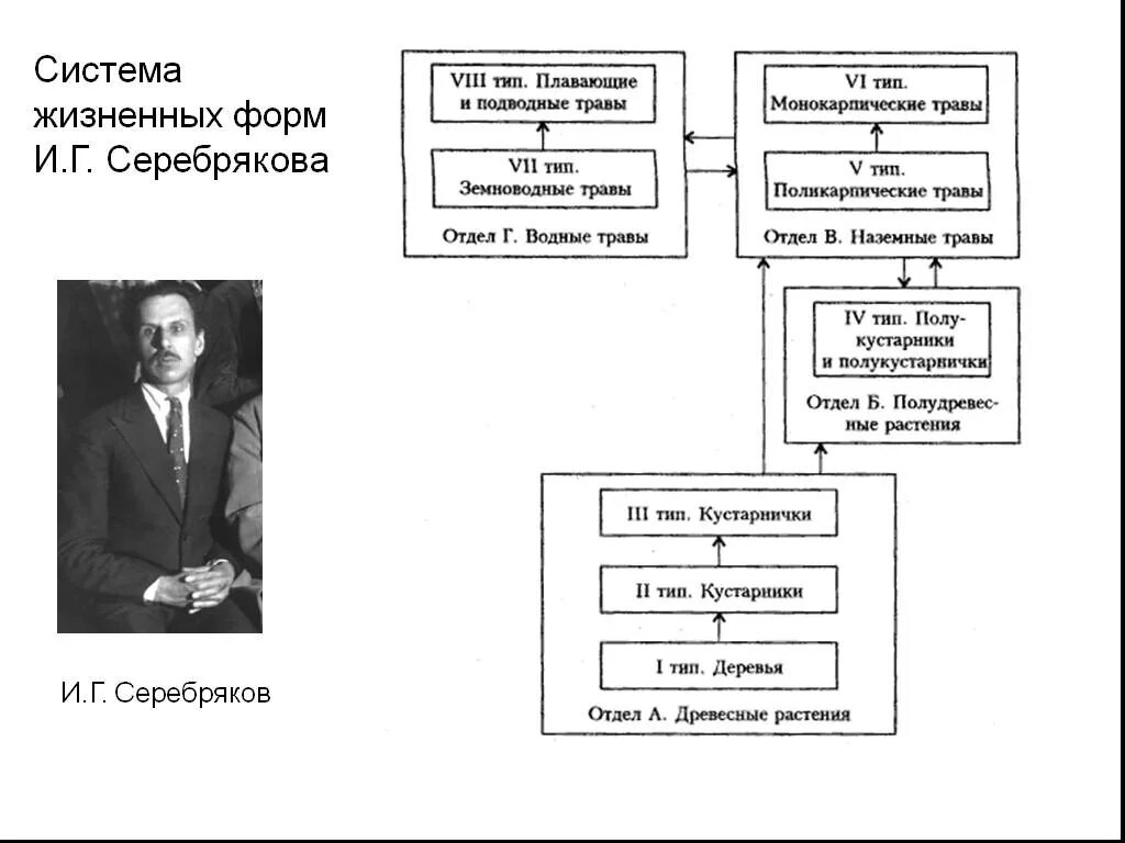 Классификация жизненных форм по серебрякову. Классификация жизненных форм и.г серебрякова. система жизненных форм серебрякова. система жизненных форм и.г серебрякова. жизненная форма по и.г. серебрякову.