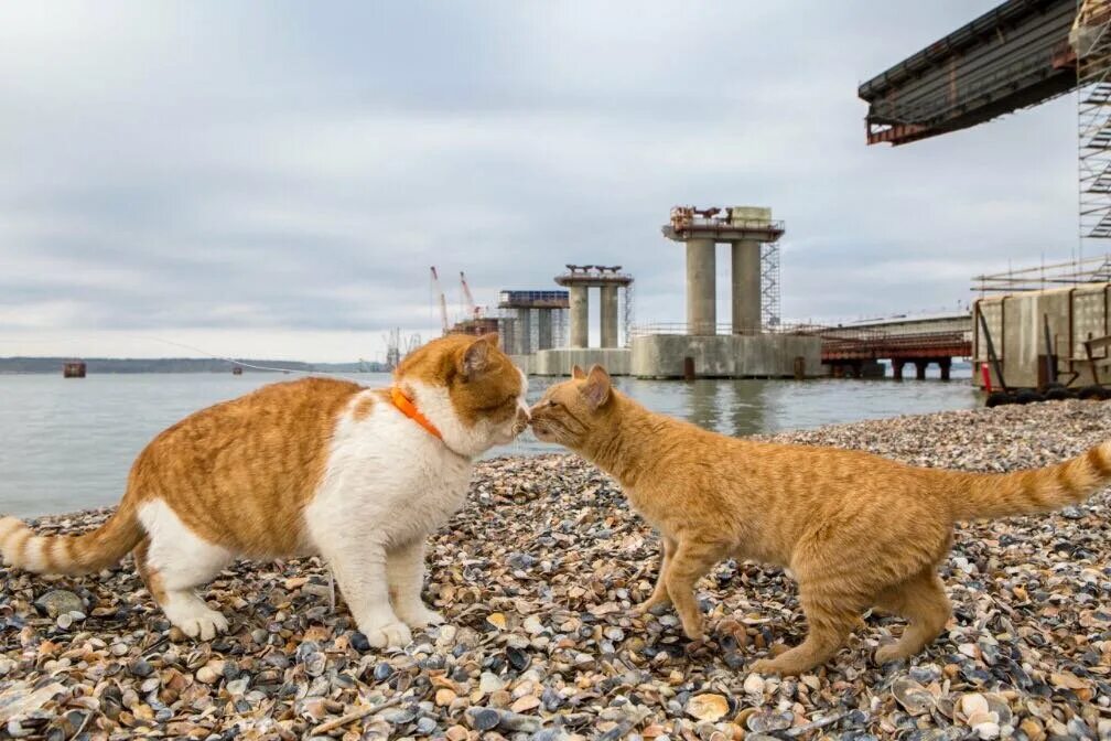 Талисман крымского моста кот мостик. Ранний кот. Котики сейчас. Керченский кот и мост. Котенок strong meme.