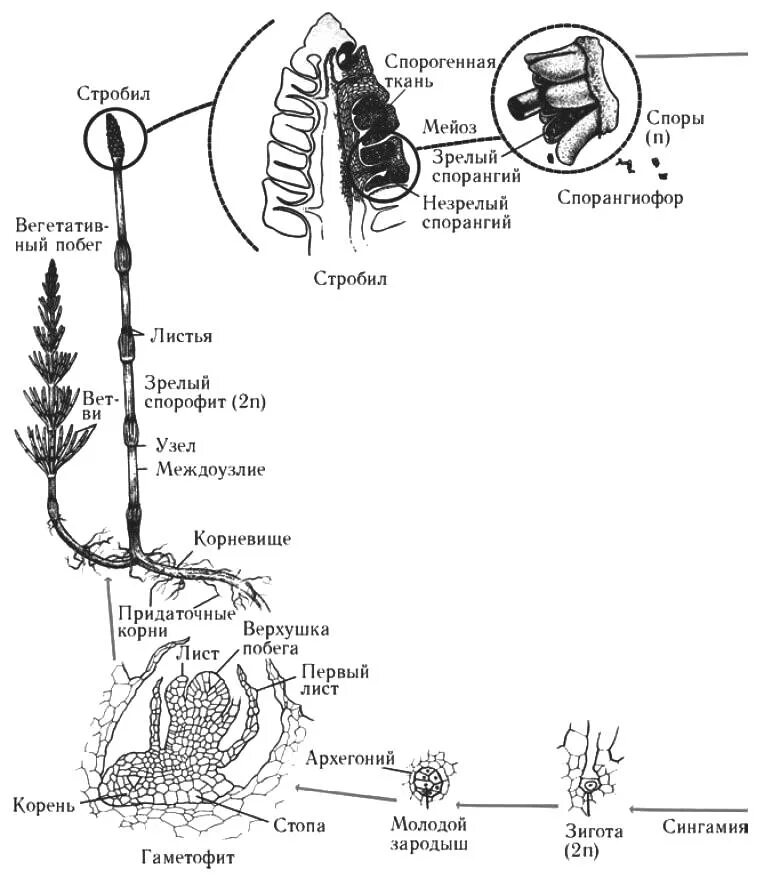 Спорангий плауна. Жизненный цикл плауна булавовидного схема. Хвощи и плауны жизненный цикл. Цикл развития плауна схема. Цикл развития плауна булавовидного.