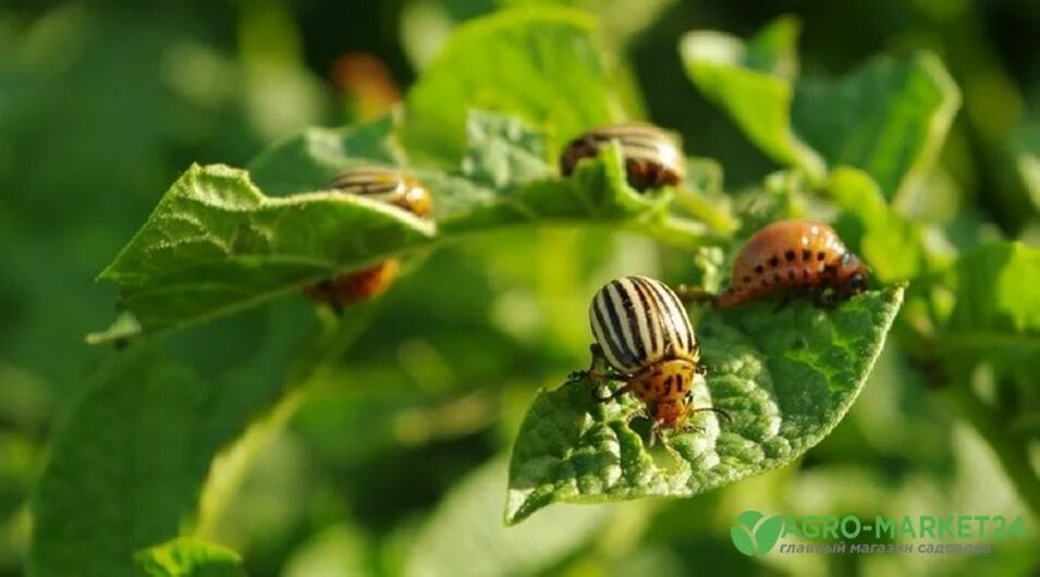 How do you remove the beetle? We remove from the plant, but there is little use.