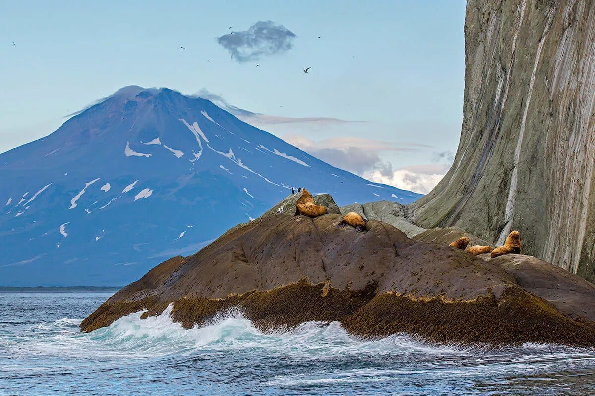 Название океана камчатка. Камчатка Пенинсула. Тихий океан Камчатка. Природа Камчатки Петропавловск Камчатский. Вулкан Медвежий Итуруп.