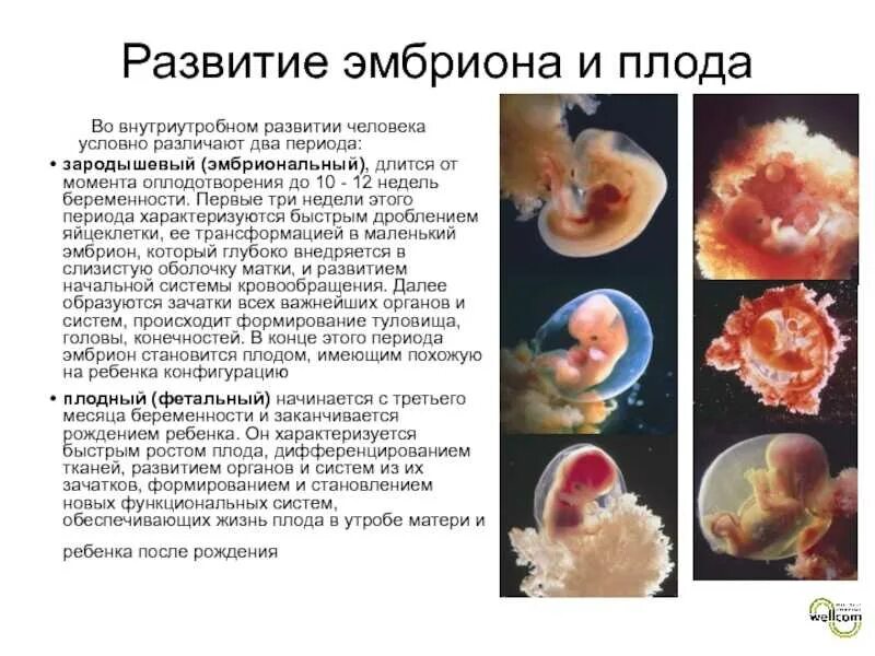 Развитие эмбриона в 1 триместре. Эмбрион 4 недели беременности зачатия. Эмбрион на 2 недели беременности от зачатия. Формирование органов эмбриона.