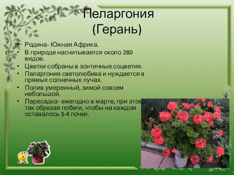 Пеларгония откуда попали к нам