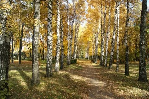 Парк березовый сад