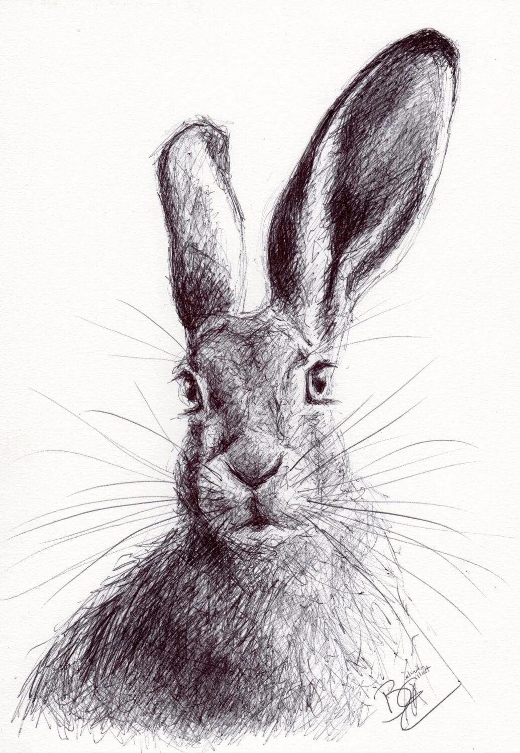 Нарисовать кролика карандашом. Кролик рисунок. Кролик Графика. Кролик карандашом. Заяц скетч.