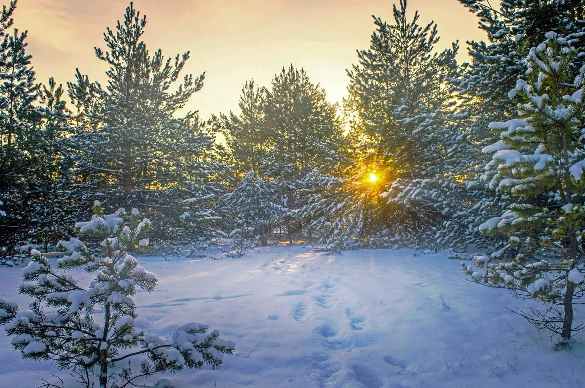 Красивое солнце зима