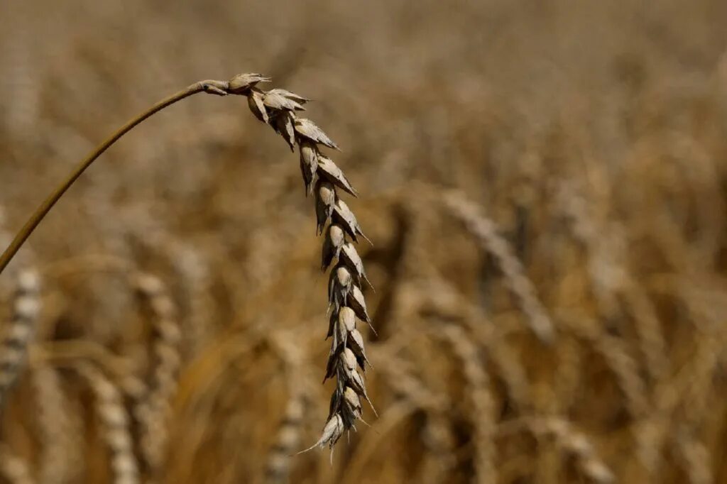 Пшеница и плевелы. Запах пшеницы. Запах пшеницы. Запах пшеницы. Запах пшеницы.