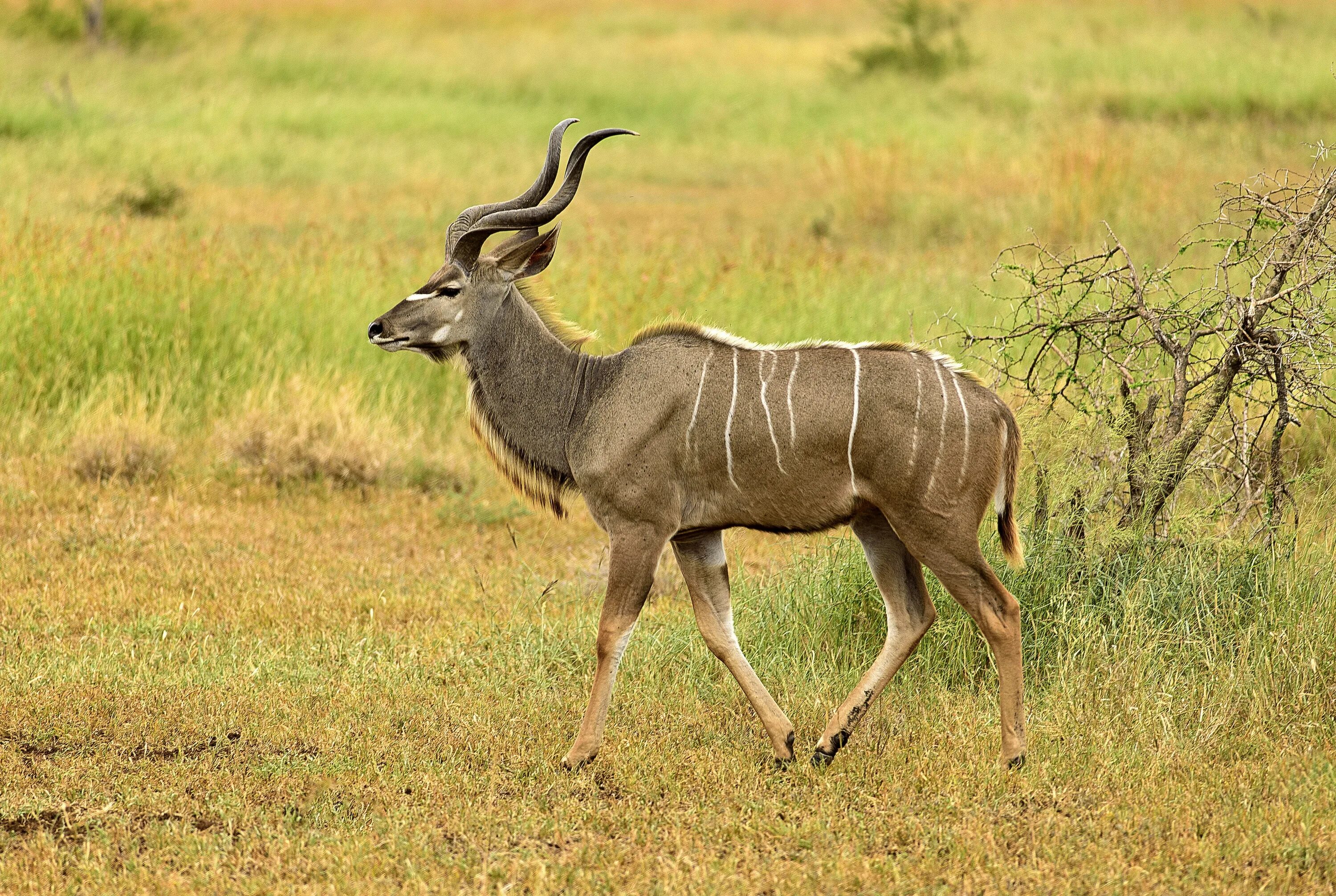 Антилопа Kudu. Винторогая антилопа. Антилопа ЮАР. Антилопа винторогая Сайгак. Гну сканворд