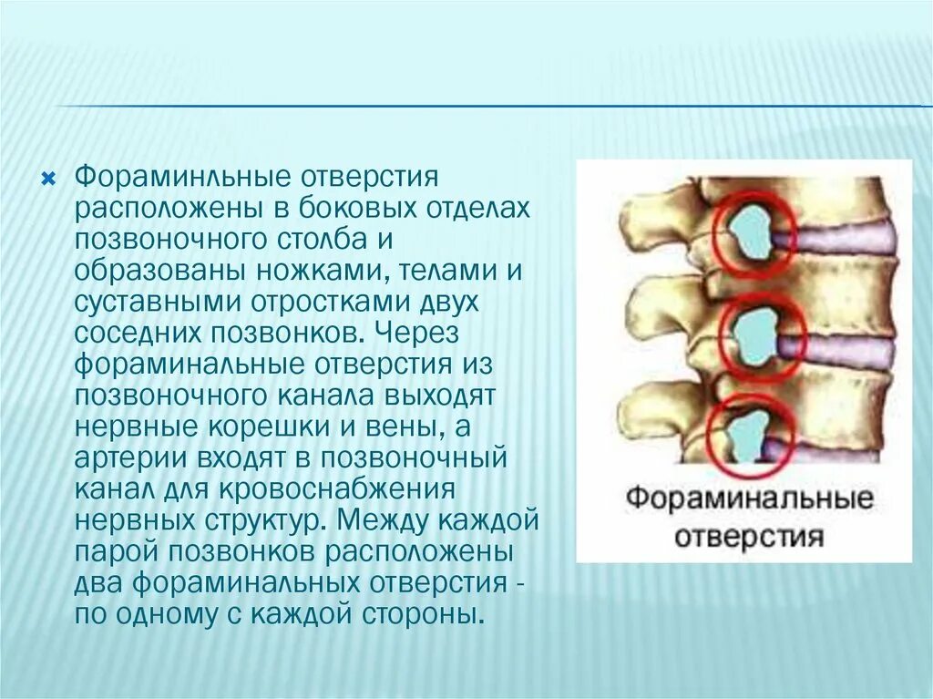 Межпозвоночное отверстие образуется
