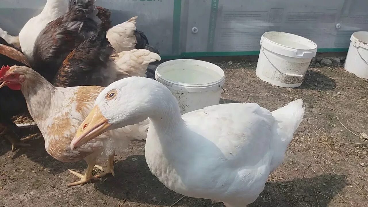 Сколько гусынь на одного гусака