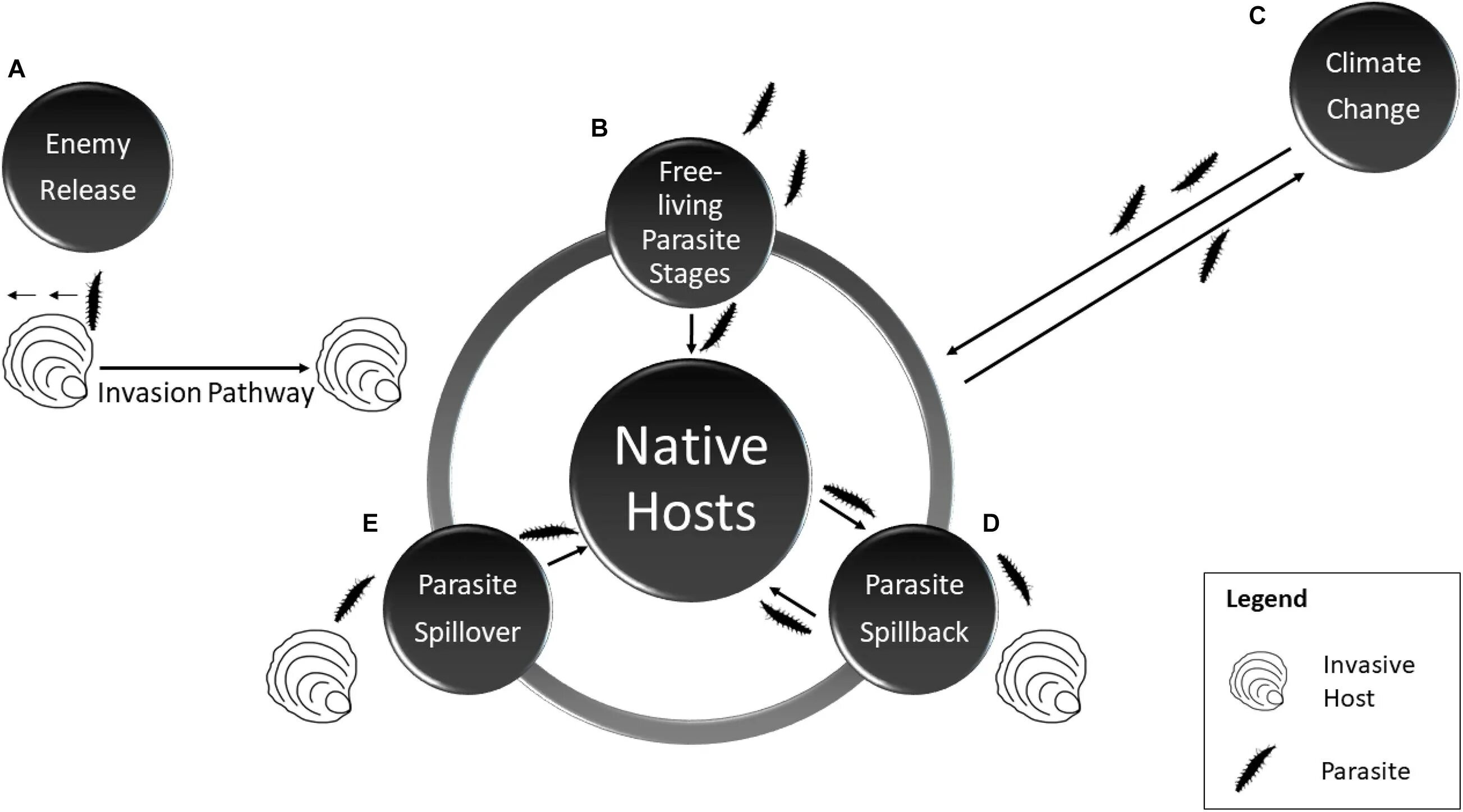 Native messaging host. Паразит transmission. Native hosted типы. Invasive.