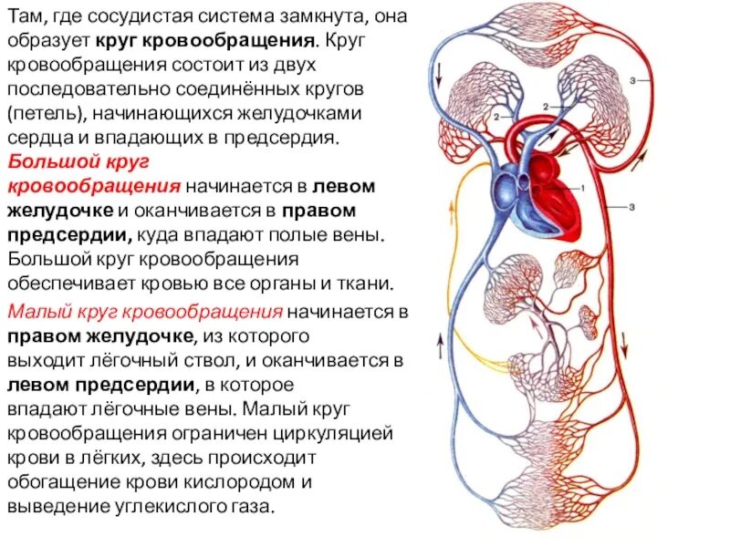 Недостаточность по большому кругу. Круги кровообращения. застой крови в малом круге кровообращения. недостаточность малого круга кровообращения. недостаточность по малому кругу кровообращения симптомы.
