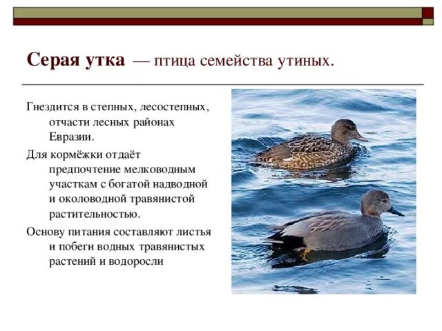 Занесена ли утка в красную книгу. Занесена ли утка в красную книгу