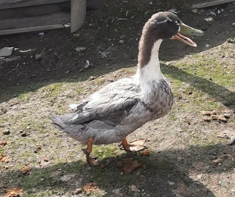 Утка водоплавающая птица кряква. Серый утенок. Дикие утки селезень породы. Утки лапландского заповедника. Утки абакан.