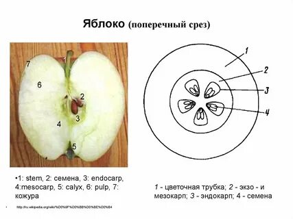 Остатки яблок