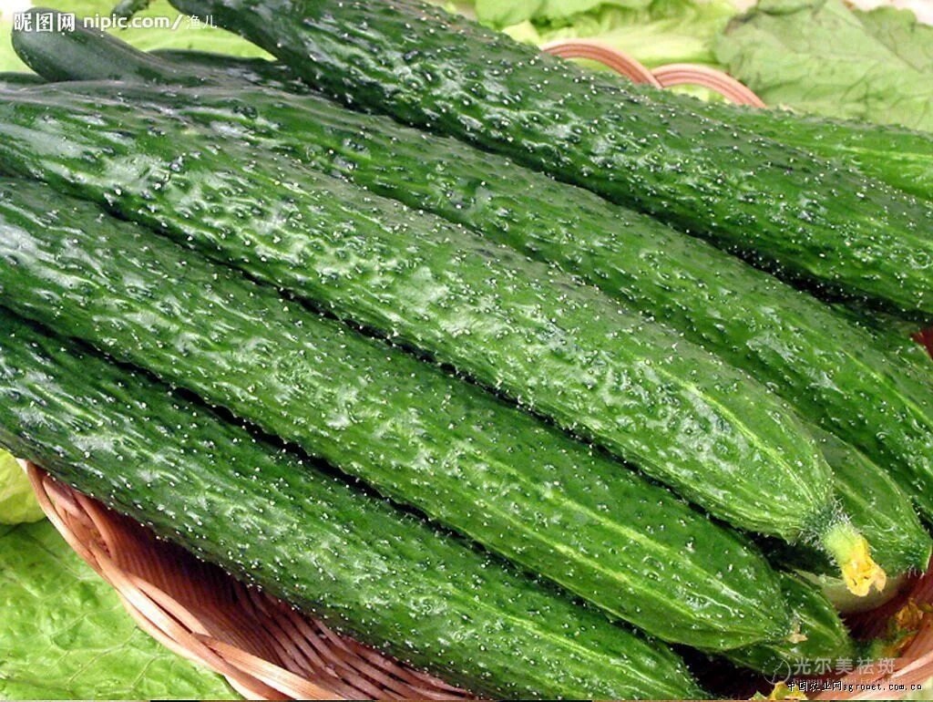 огурцы длинноплодные сорта. огурец китайский болезнеустойчивый f1. огурец китайский фермерский f1. сорт огурцов любимец конфуция. огурец матадор.